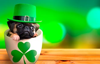 Cute pug puppy inside a mug wearing a leprechaun hat.